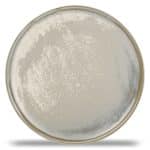 USKO PLATE 22CM GREEN F2D